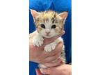 Dawn, Domestic Shorthair For Adoption In W. Windsor, New Jersey