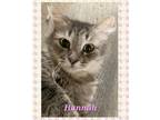 Adopt Hannah a Gray or Blue (Mostly) Domestic Shorthair (medium coat) cat in