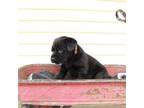 Labrador Retriever Puppy for sale in Lake City, MN, USA
