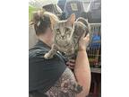 Squirrel, Domestic Shorthair For Adoption In Lowell, Michigan