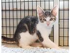 Rex, Domestic Shorthair For Adoption In W. Windsor, New Jersey