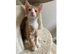 Stubble 4332, Domestic Shorthair For Adoption In Bonsall, California