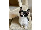 Stache 4328, Domestic Shorthair For Adoption In Bonsall, California