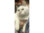 Adopt Spot a Black & White or Tuxedo Domestic Shorthair (short coat) cat in Fair