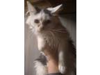Adopt Felicia a Black & White or Tuxedo Domestic Mediumhair (medium coat) cat in