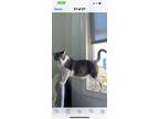 Adopt Anthony a White Domestic Shorthair (short coat) cat in Walnut
