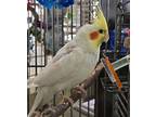 Echo, Cockatiel For Adoption In Elizabeth, Colorado