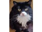 Adopt Onyx a Black & White or Tuxedo Domestic Mediumhair (medium coat) cat in
