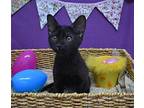 Wilder / Rudder, Domestic Shorthair For Adoption In Youngtown, Arizona