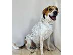 Adopt Whiskey a Tricolor (Tan/Brown & Black & White) Coonhound (Unknown Type) /