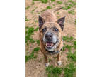 Adopt Warren - IN FOSTER a Brown/Chocolate Mixed Breed (Small) / Mixed Breed