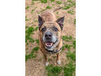 Adopt Warren - IN FOSTER a Brown/Chocolate Mixed Breed (Large) / Mixed dog in