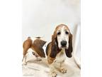 Adopt Xena a Tricolor (Tan/Brown & Black & White) Basset Hound / Mixed dog in