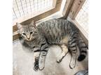 Adopt Zeppelin a Gray, Blue or Silver Tabby Domestic Shorthair (short coat) cat