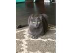 Adopt Stella a Gray or Blue Russian Blue / Mixed (short coat) cat in Antioch