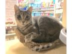 Adopt Tootsie a Gray, Blue or Silver Tabby Domestic Shorthair (short coat) cat
