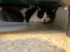 Biz, Domestic Shorthair For Adoption In Arlington, Washington