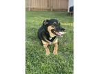 Adopt Daisy a Black - with Tan, Yellow or Fawn German Shepherd Dog / Mixed dog