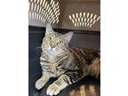 Donovan, Domestic Shorthair For Adoption In Columbia, South Carolina