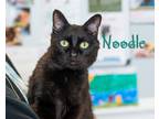 Adopt Noodle a All Black Domestic Shorthair (short coat) cat in Somerset