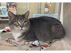 Beyonce, Domestic Shorthair For Adoption In Lincoln, Nebraska