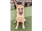 Adopt Henry a Tan/Yellow/Fawn - with Black Shepherd (Unknown Type) / Mixed dog