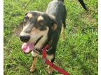 Adopt HEBREW a Black - with Tan, Yellow or Fawn Hound (Unknown Type) / Mixed dog