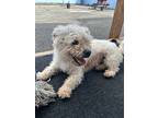 Mila, Schnauzer (standard) For Adoption In Campbell River, British Columbia