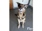 Adopt Flip a Black German Shepherd Dog / Mixed dog in Valparaiso, IN (37614983)