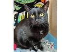 Shanti - Maui Cat, Domestic Shorthair For Adoption In Milpitas, California