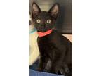 Eliza - Maui Kitten, Domestic Shorthair For Adoption In Milpitas, California