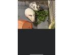 Adopt Greenbean a White Californian / Mixed (short coat) rabbit in Highland