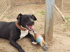 Adopt Sabina a Black - with White Mixed Breed (Medium) / Mixed dog in