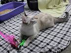 Nugget, Siamese For Adoption In Missoula, Montana