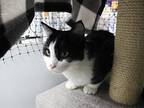 Whiskers, Domestic Shorthair For Adoption In Missoula, Montana