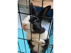 Adopt Yvette a White Dutch / Mixed rabbit in Vandalia, OH (37884116)