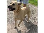 Aimee, Terrier (unknown Type, Medium) For Adoption In Metamora, Indiana