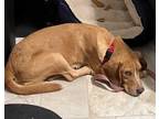 Adopt Jethro a Tan/Yellow/Fawn Beagle / Mixed dog in Shohola, PA (36821668)