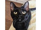 Miss Sully, Domestic Shorthair For Adoption In Chicago, Illinois