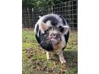 Adopt Bentley a Pig (Farm) farm-type animal in EUGENE, OR (37043766)