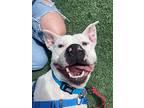 Bonham, American Pit Bull Terrier For Adoption In San Luis Obispo, California