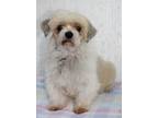 Adopt Roberta a White - with Black Shih Tzu / Mixed dog in Sullivan
