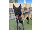 Adopt Zack a Brown/Chocolate - with Black Belgian Malinois / Mixed dog in