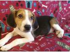 Adopt Curly a Tricolor (Tan/Brown & Black & White) Beagle / Mixed dog in