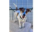Adopt Bailey a White - with Tan, Yellow or Fawn Jack Russell Terrier / Mixed dog