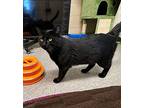 Shadow, Domestic Shorthair For Adoption In Columbia, Illinois