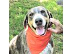 Adopt Duke a Brown/Chocolate - with White Catahoula Leopard Dog / Mixed dog in