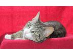 Tookers - 39664, Domestic Shorthair For Adoption In Prattville, Alabama