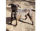Adopt Gandalf a Brindle - with White Hound (Unknown Type) / Mixed dog in