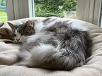 Mona, Domestic Longhair For Adoption In Larchmont, New York